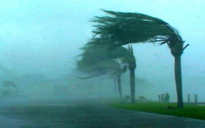 Crecer Ante la Adversidad: Retorna como la Palmera en Tiempos de Tormentas